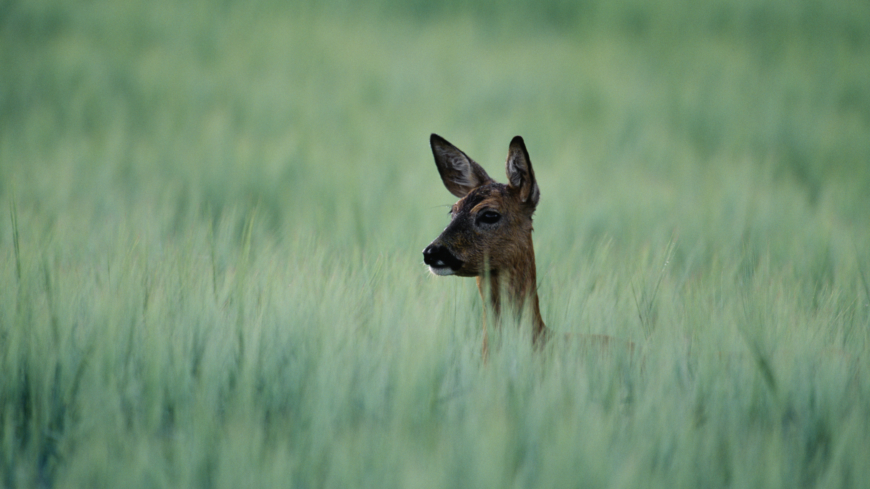 Forskare: Rådjur minskar förekomsten av borreliabakterier
